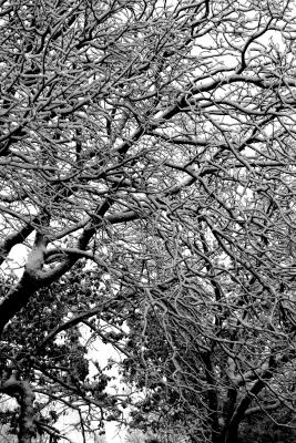 Snow on Trees