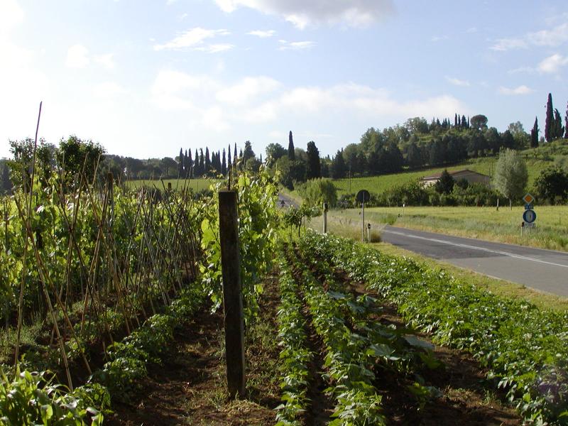 Cetona vineyards