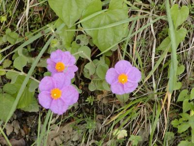 Local flora