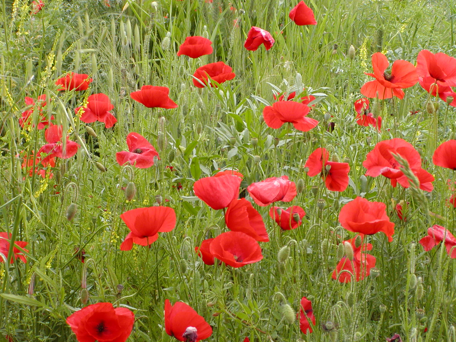 Oh, the poppies...