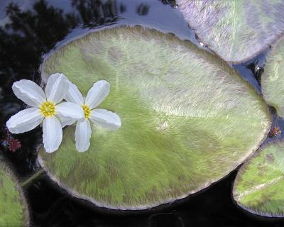 u29/a3guy/medium/17959187.LotusWaterLilly.jpg