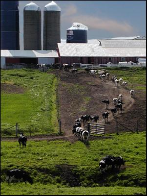 Following the lead cow, Route 35 Wisconsin