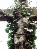creeping jesus