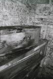 coffin termites
