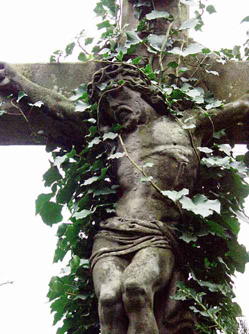 creeping jesus