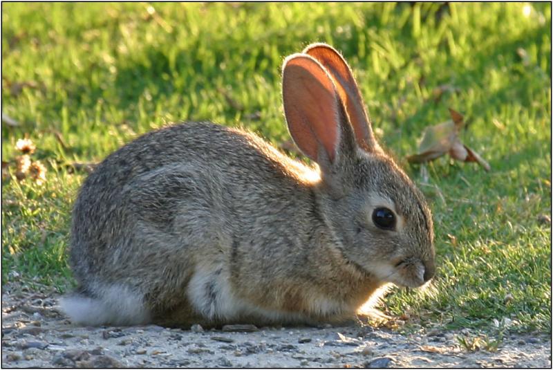 Jack Rabbit