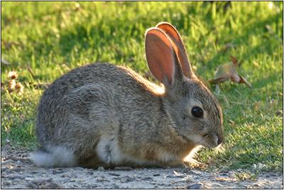 Jack Rabbit