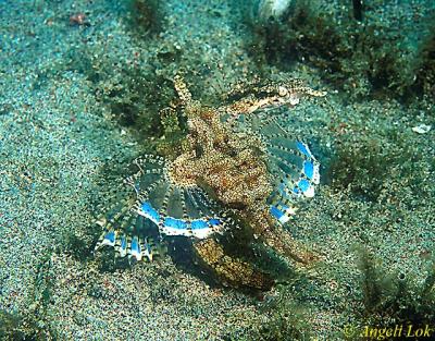 u29/angelilok/medium/17654336.16_Pegasus_Seamoth_mating.jpg