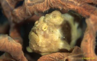 Pale YL Frogfish