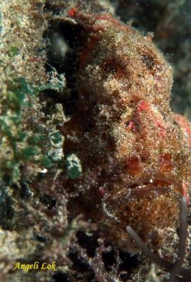 u29/angelilok/medium/17656416.SandyFrogfishs.jpg