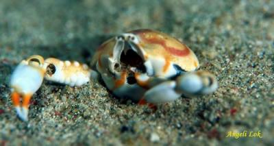 Pebble Crab Shell