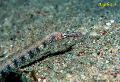 u29/angelilok/medium/17658531.Schultz_sPipefishs.jpg