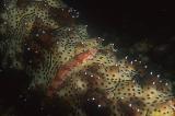 Lizardfish on Sea Cucumber