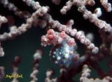 Pygmy Seahorse Red