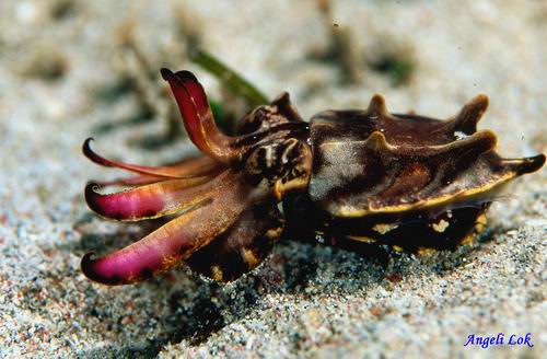 Flambuoyant cuttlefish
