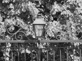 FloralGateLampBW.jpg