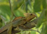 <b>Basilisk Lizard</b><br>May 3