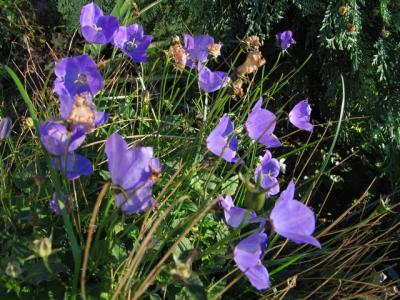 IMG_7739.jpg
