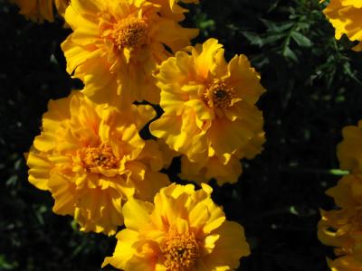 IMG_7927.jpg