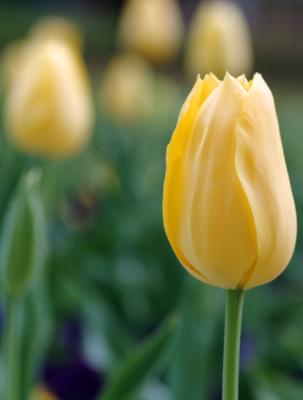 yellow tulip copy.jpg