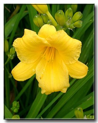 Daylily 2003