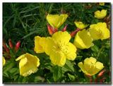 Sundrops