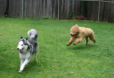 Toby & his friend, Simba