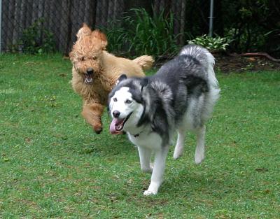 Toby & Simba