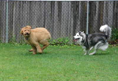 Simba & Toby