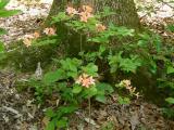 Gregory Bald seedling