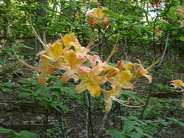 Roan Mountain seedling