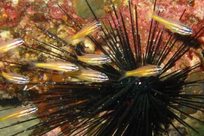 Sea Urchin and fish.jpg