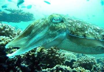 Cuttlefish ArabianGulf.jpg