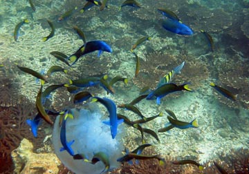 Fish eating Jelly Fish Persian Gulf.jpg