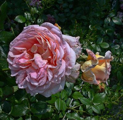 PINKYELLOWGREENDSCN0441.jpg