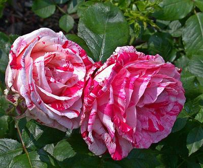 roseingreenDSCN0391.jpg