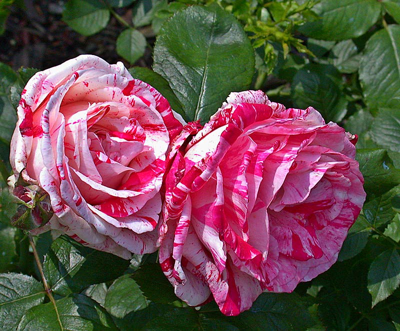 roseingreenDSCN0391.jpg