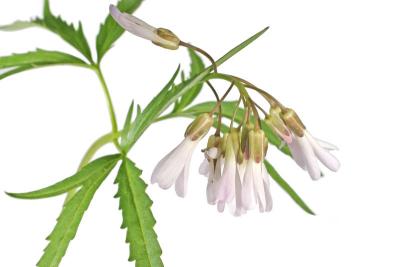 Cutleaf Toothwort - Cardamine concatenata