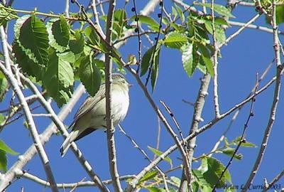 Plumbeous Vireo 138_3880 pbase 6-1-03.JPG