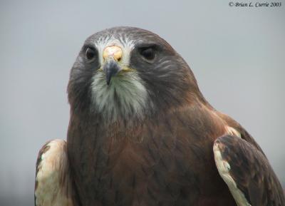Swainsons Hawk 138_3840 pbase 6-1-03.JPG