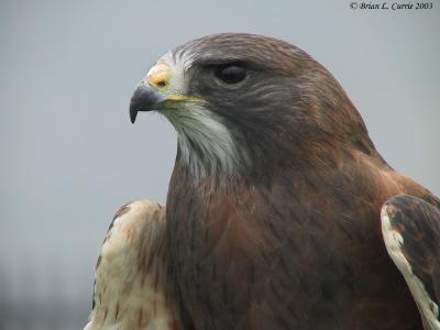 Swainsons Hawk 138_3841 pbase 6-1-03.JPG