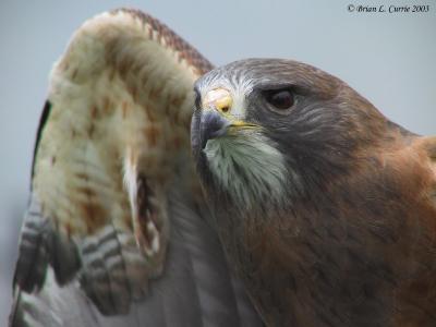Swainsons Hawk 138_3842 pbase 6-1-03.JPG