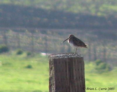 Wilsons (Common) Snipe 138_3874 pbase 6-1-03.JPG