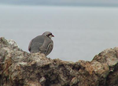 Chukar 138_3816 pbase 6-3-03.JPG