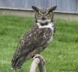 Great Horned Owl 138_3828 pbase 6-1-03.JPG