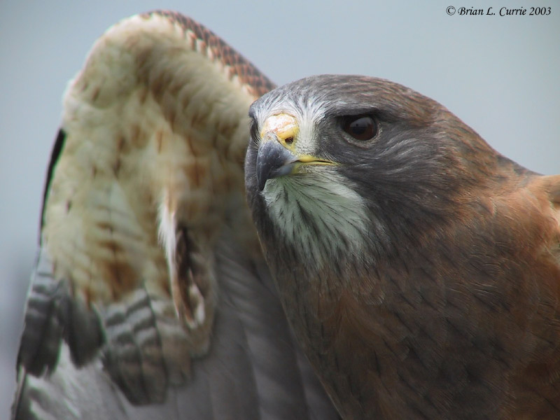 Swainsons Hawk 138_3842 pbase 6-1-03.JPG