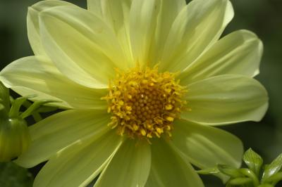 Another shade of yellow
