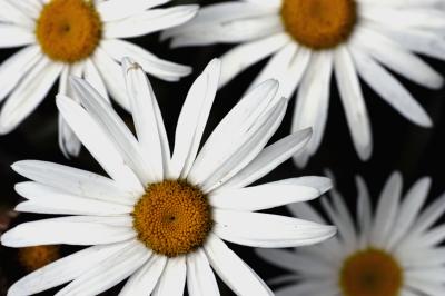 Daisy Patterns