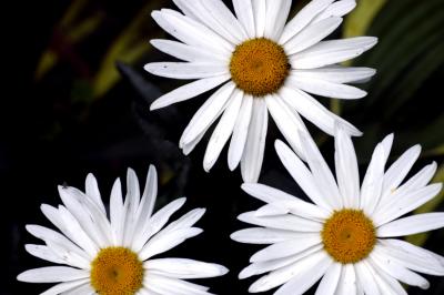 Daisy Wheels