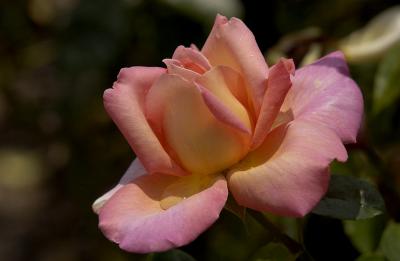 Huntington Botanical Gardens